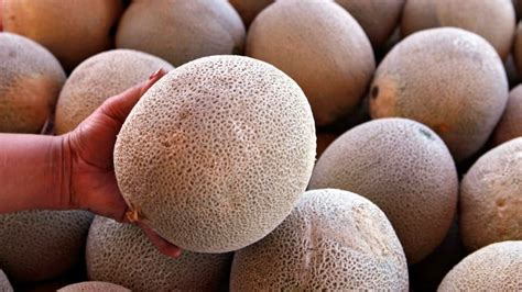 Montreal man seeks to launch class-action lawsuit over cantaloupe salmonella outbreak